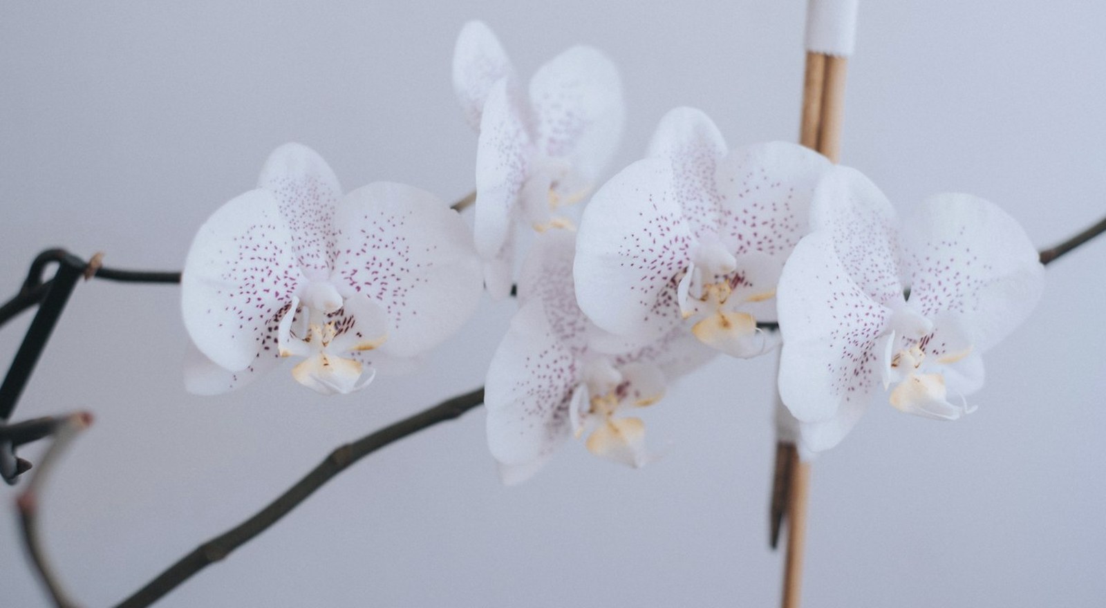 Orchid detail in soft natural light